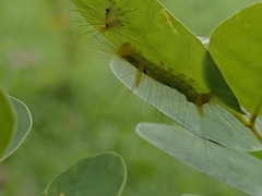 Calliteara horsfieldii