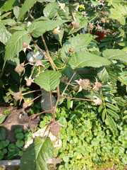 Rubus glaucus