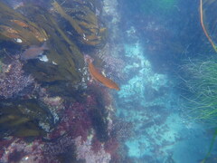 Heterostichus rostratus