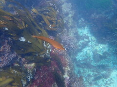 Heterostichus rostratus