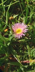 Carpobrotus chilensis