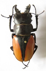 Odontolabis cuvera cuvera