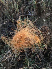 Cuscuta pacifica