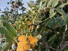 Senna multiglandulosa