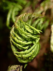 Dendroalsia abietina