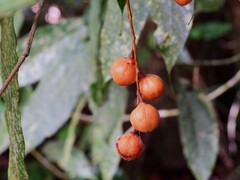 Lepiderema sericolignis