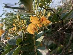 Senna multiglandulosa