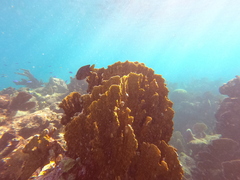Millepora complanata