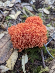 Ramaria araiospora