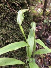 Pterostylis