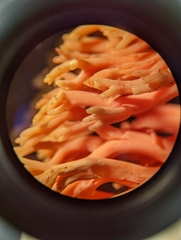 Ramaria araiospora
