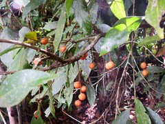 Lepiderema sericolignis