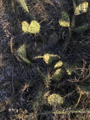 Opuntia littoralis