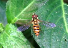 Episyrphus