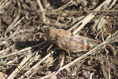 Leprus
