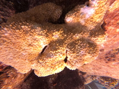 Palythoa caribaeorum