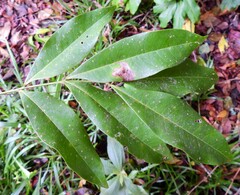 Lepiderema sericolignis