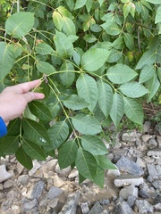 Fraxinus uhdei