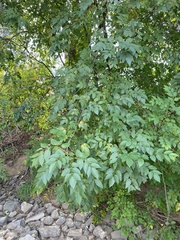 Fraxinus uhdei