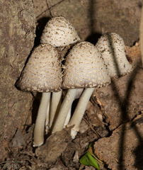Coprinopsis strossmayeri