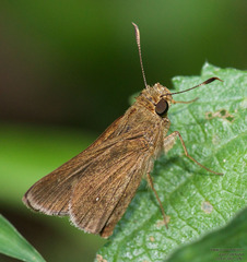 Decinea percosius
