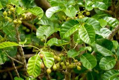 Vitex lucens