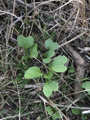 Claytonia perfoliata
