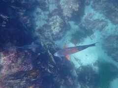 Bodianus pulcher