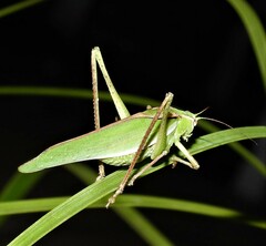 Polichne