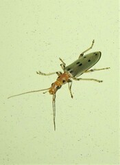Parisopalpus nigronotatus