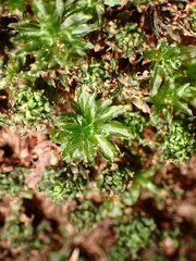 Atrichum selwynii