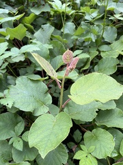 Actinidia