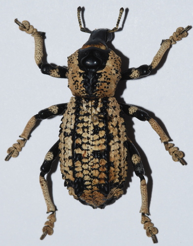 Rhytidophloeus rothschildi