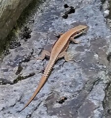 Iberolacerta monticola