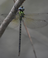 Triacanthagyna trifida