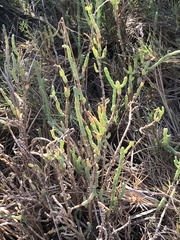 Salicornia pacifica