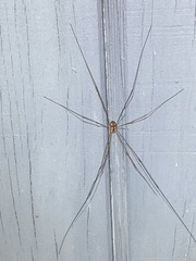 Leiobunum bimaculatum