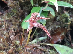 Maxillaria neophylla