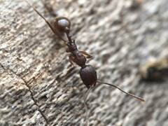 Aphaenogaster fulva