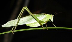 Polichne