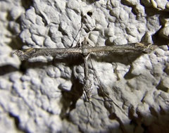 Anstenoptilia marmarodactyla