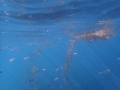 Atherinops affinis