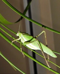 Polichne