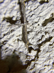 Anstenoptilia marmarodactyla