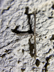 Anstenoptilia marmarodactyla