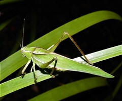 Polichne