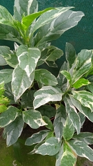 Graptophyllum pictum