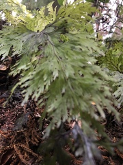 Hymenophyllum demissum