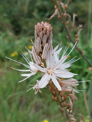 Asphodelus ramosus