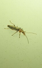 Parisopalpus nigronotatus